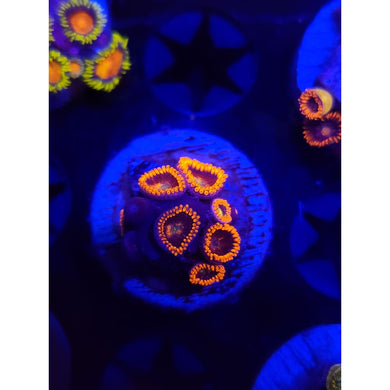 Buckeye Zoanthid Frag WYSIWYG!