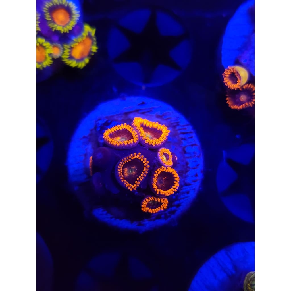 Buckeye Zoanthid Frag WYSIWYG!