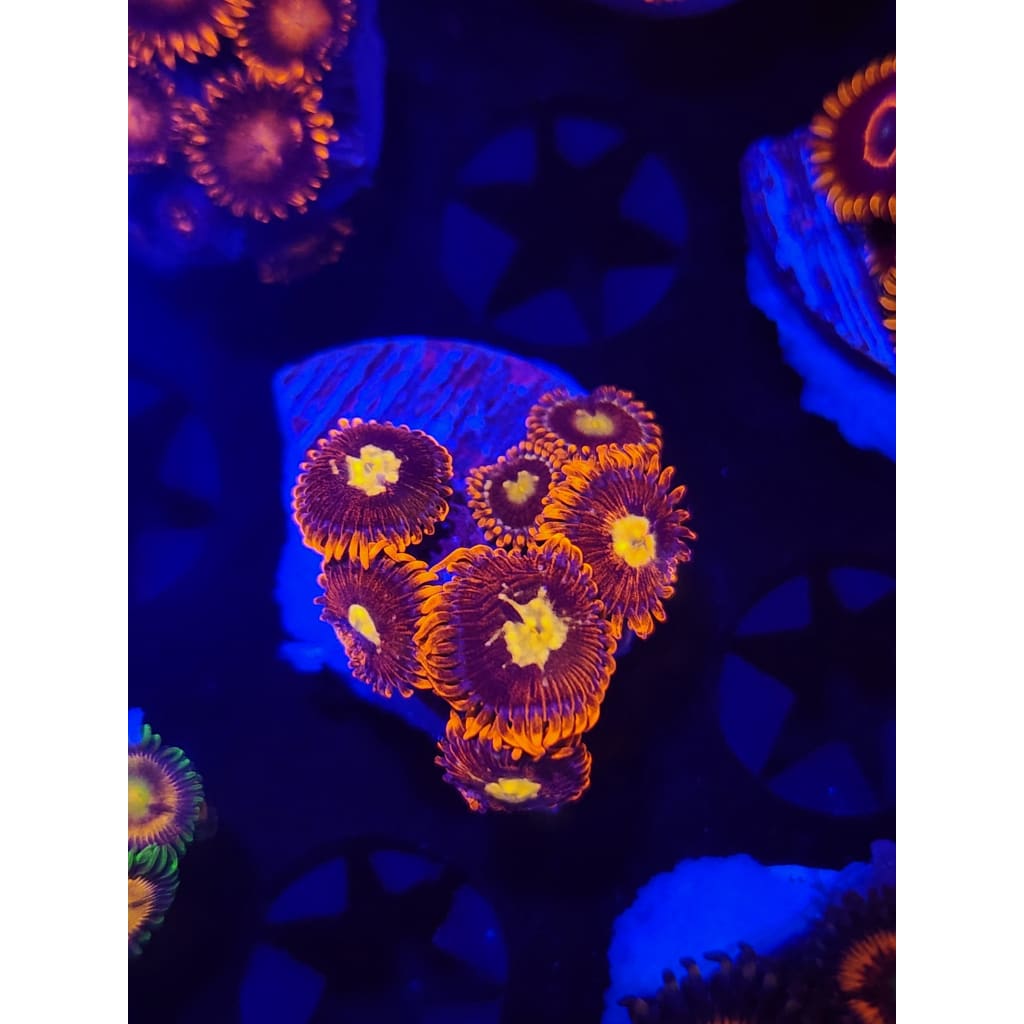 Buckeye Zoanthid Frag WYSIWYG!
