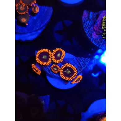 Buckeye Zoanthid Frag WYSIWYG!