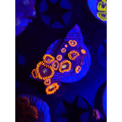 Buckeye Zoanthid Frag WYSIWYG!