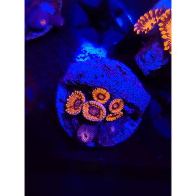 Burning Ember Zoanthid Frag WYSIWYG!