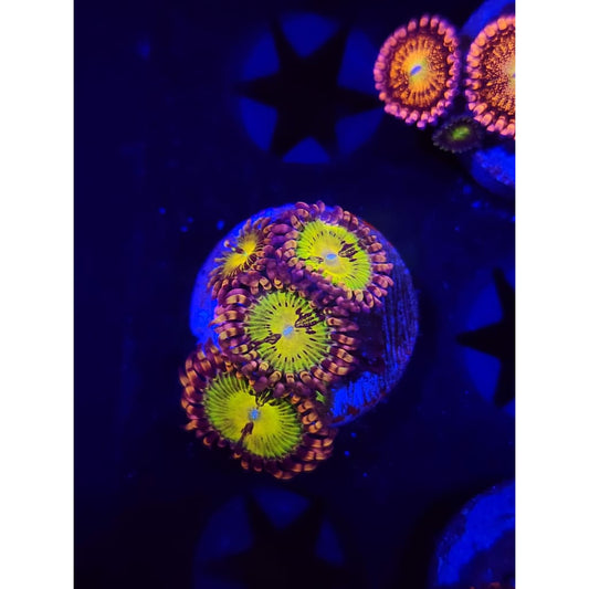 Buttkissers Zoanthid Frag WYSIWYG!