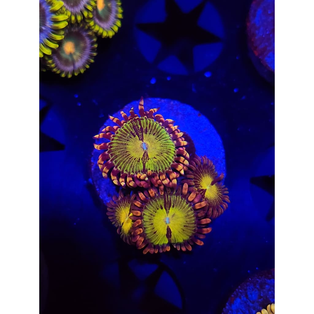 Buttkissers Zoanthid Frag WYSIWYG!