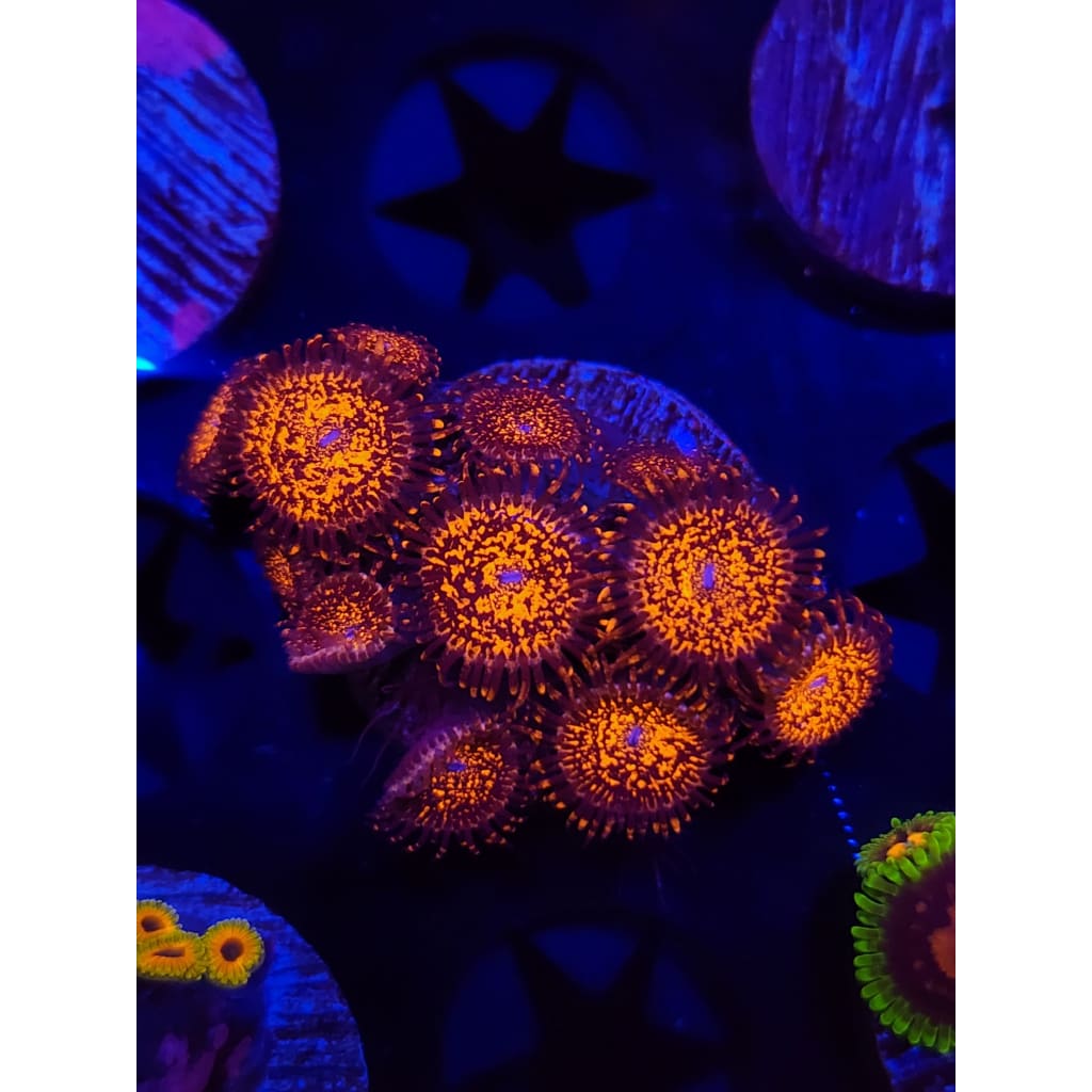 Campfire Nightmare Zoanthid Frag WYSIWYG!