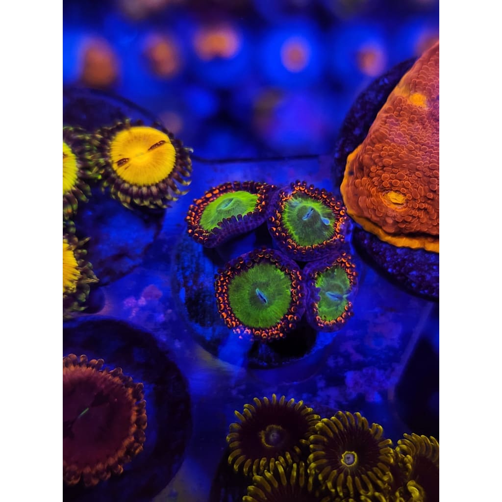 Lowcountry Coral Boys - Candy Apple Green Zoanthid Frag