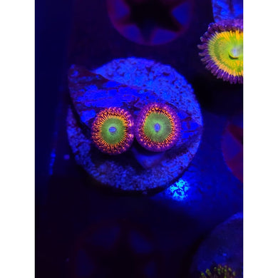 Candy Apple Orange Zoanthid Frag WYSIWYG!