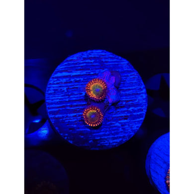 Candy Apple Red Zoanthid Frag WYSIWYG!