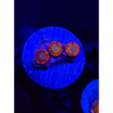 Candy Apple Red Zoanthid Frag WYSIWYG!