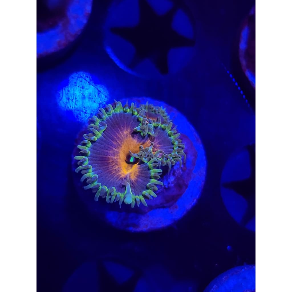 Captain America Zoanthid Frag WYSIWYG!