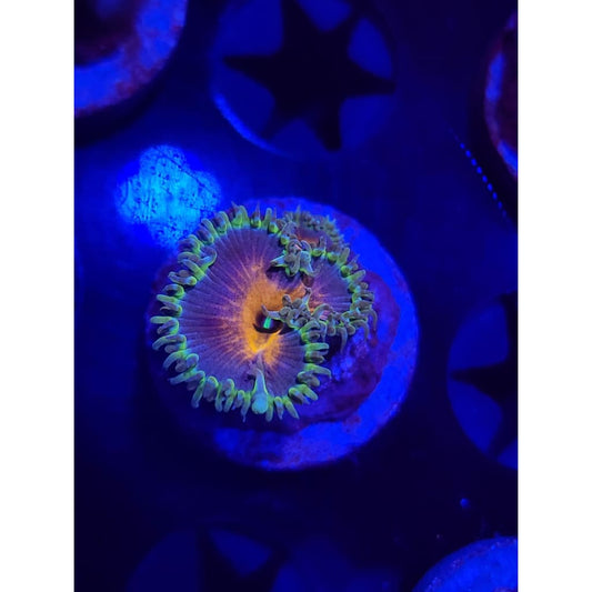 Captain America Zoanthid Frag WYSIWYG!