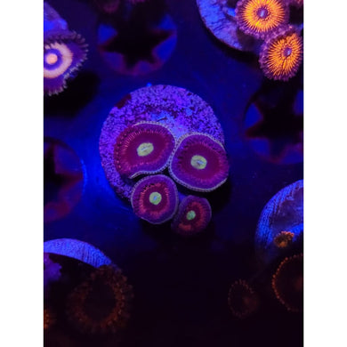Cat Eye Zoanthid Frag WYSIWYG!