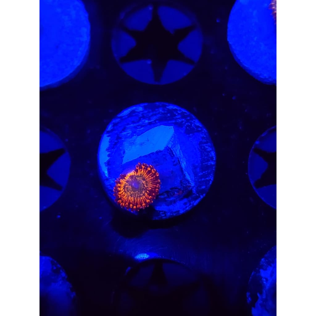 CB Bowzer Zoanthid Frag WYSIWYG!