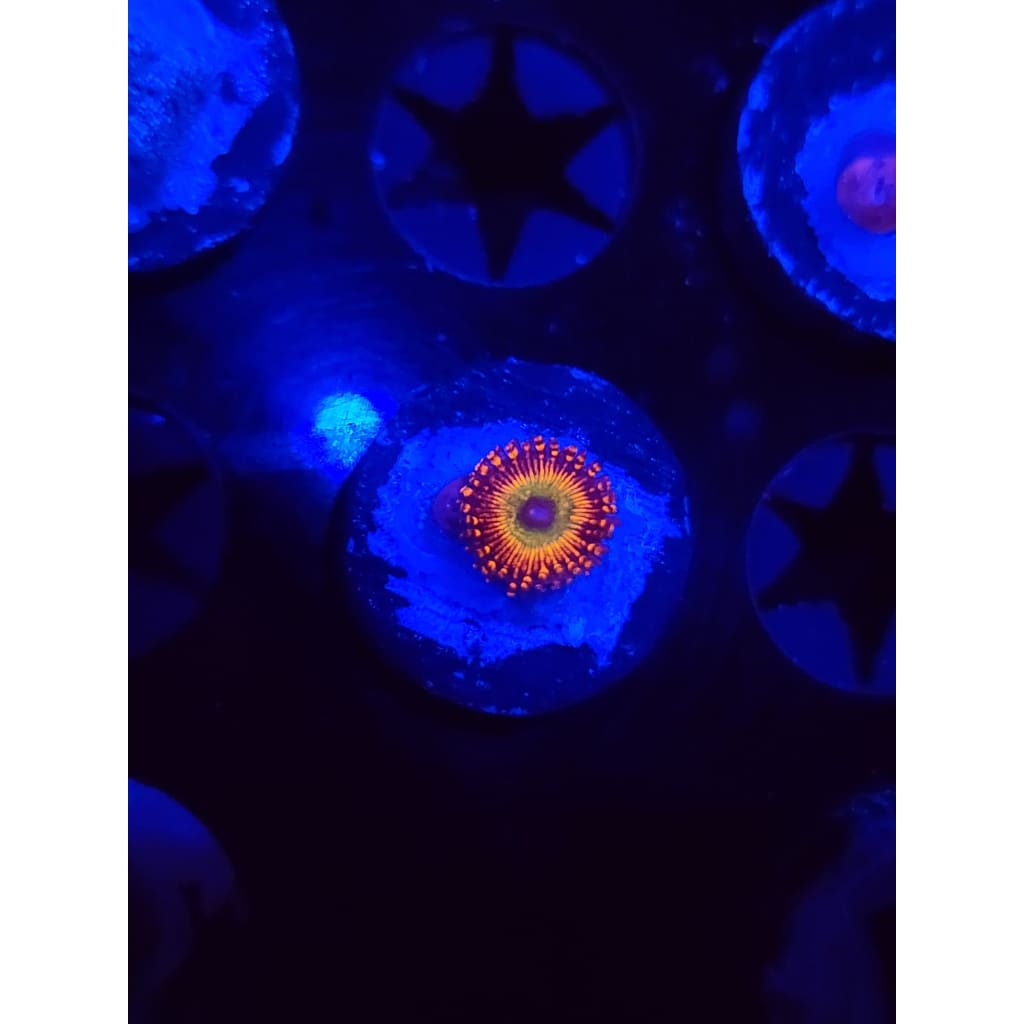 CB Bowzer Zoanthid Frag WYSIWYG!