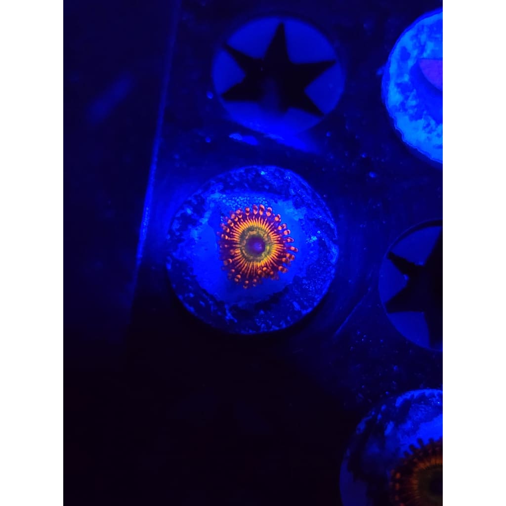 CB Bowzer Zoanthid Frag WYSIWYG!