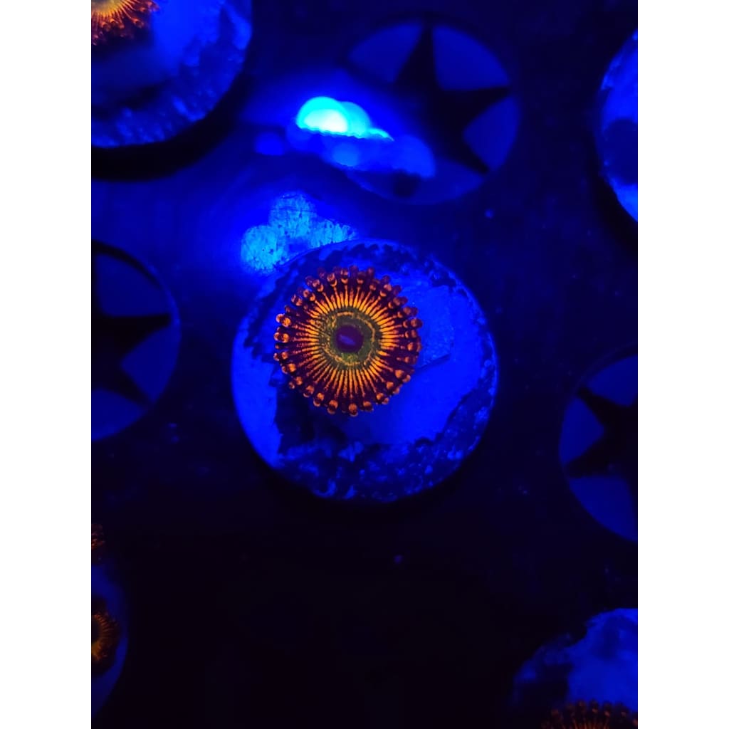 CB Bowzer Zoanthid Frag WYSIWYG!