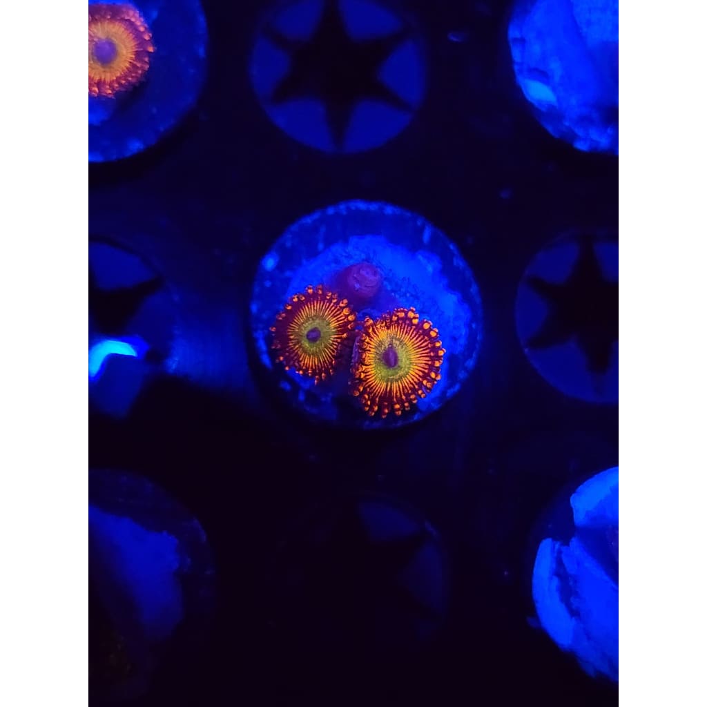 CB Bowzer Zoanthid Frag WYSIWYG!