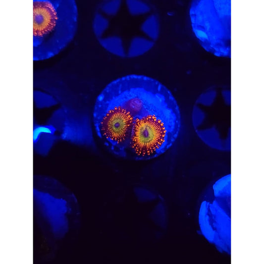 CB Bowzer Zoanthid Frag WYSIWYG!