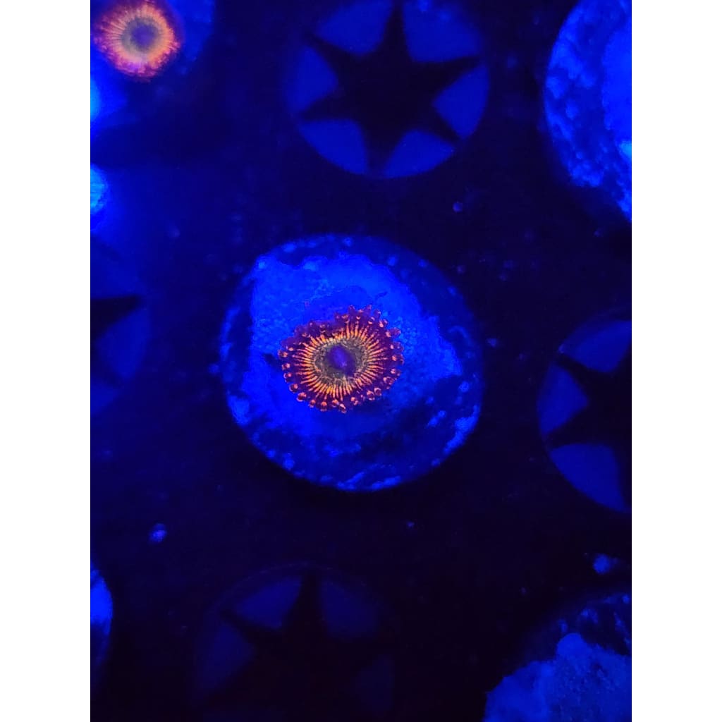 CB Bowzer Zoanthid Frag WYSIWYG!
