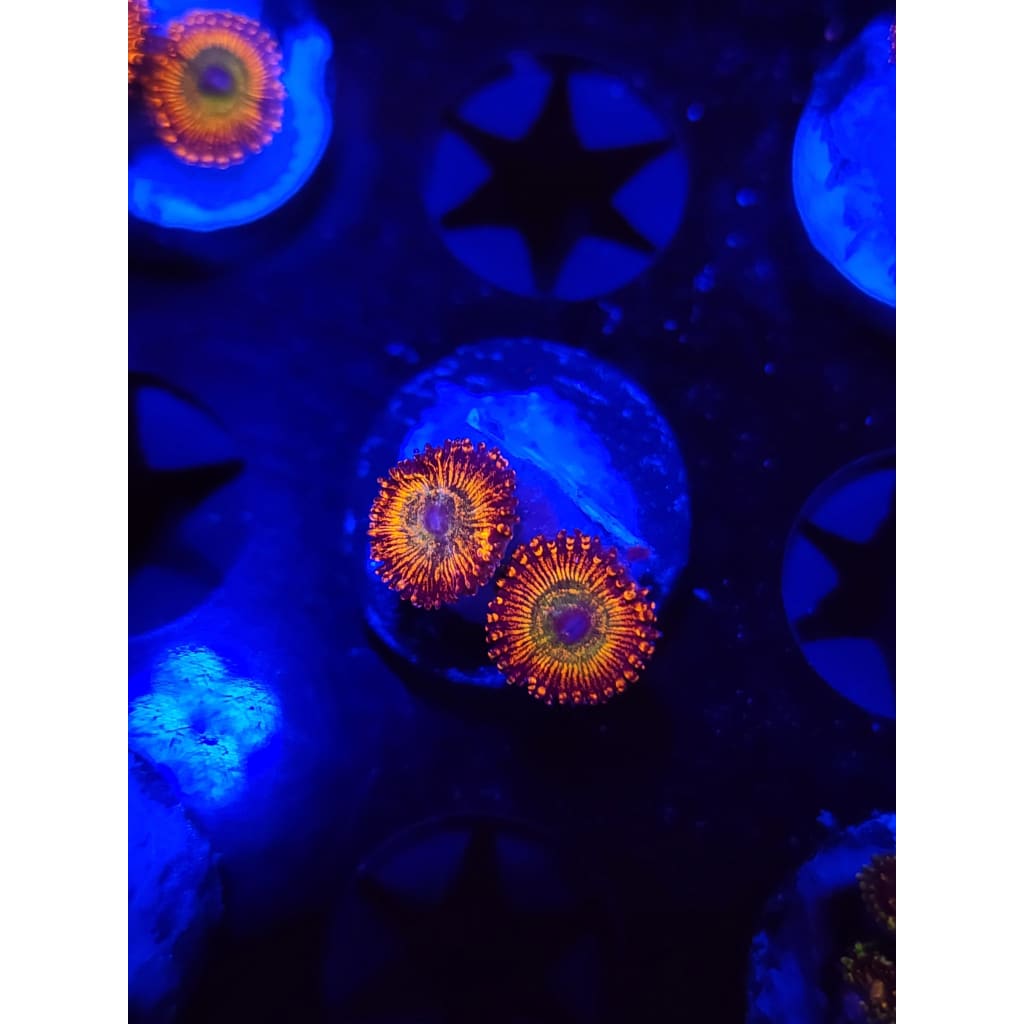 CB Bowzer Zoanthid Frag WYSIWYG!