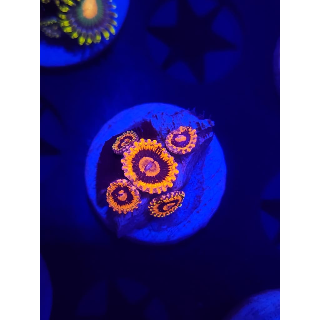 CB El Corazon Zoanthid Frag WYSIWYG!