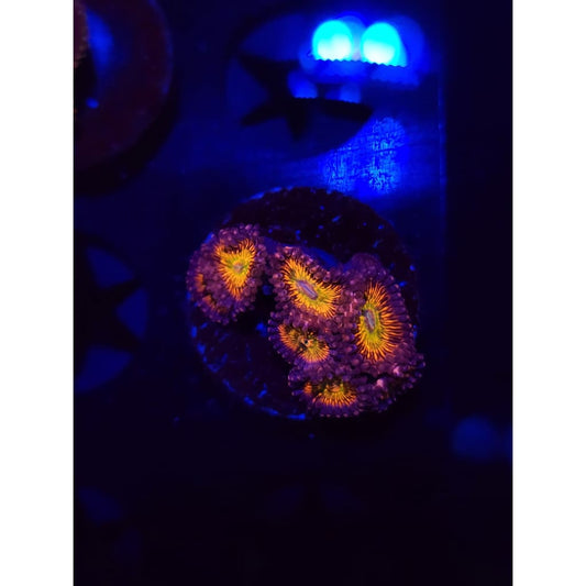 CB Krak god Zoanthid Frag WYSIWYG!