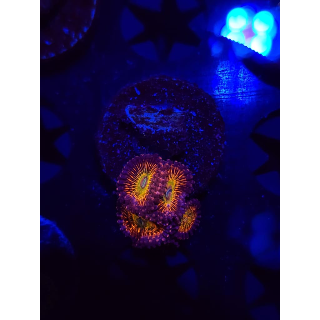 CB Krak god Zoanthid Frag WYSIWYG!