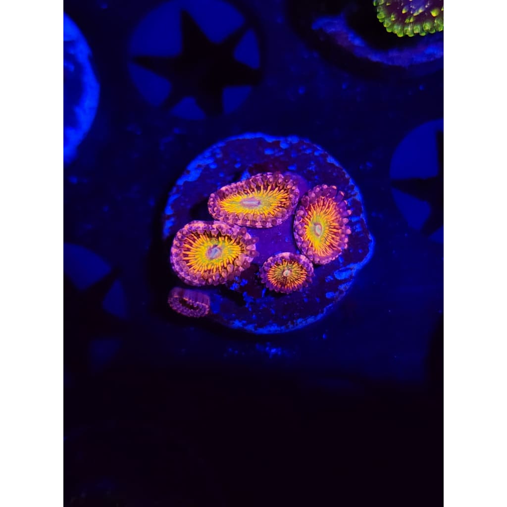 CB Krak god Zoanthid Frag WYSIWYG!