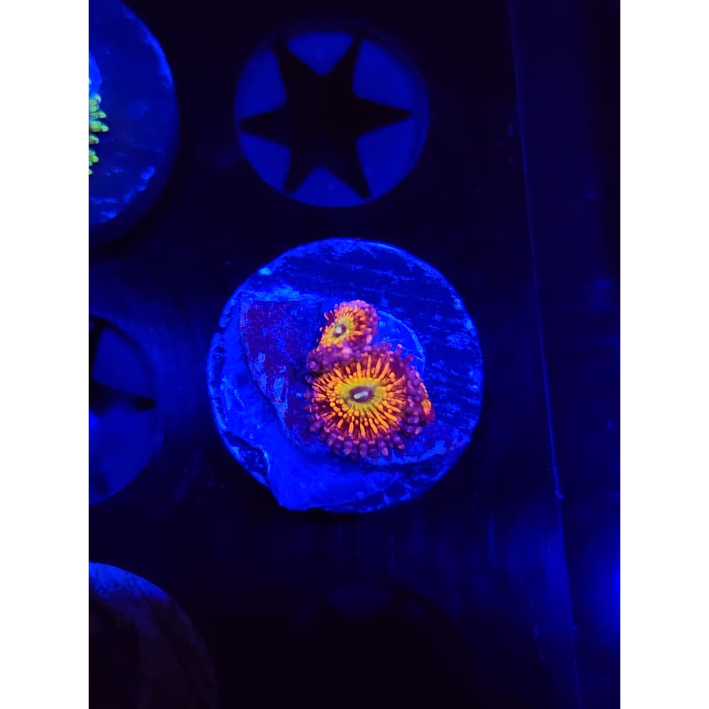 CB Krak God Zoanthid Frag WYSIWYG!