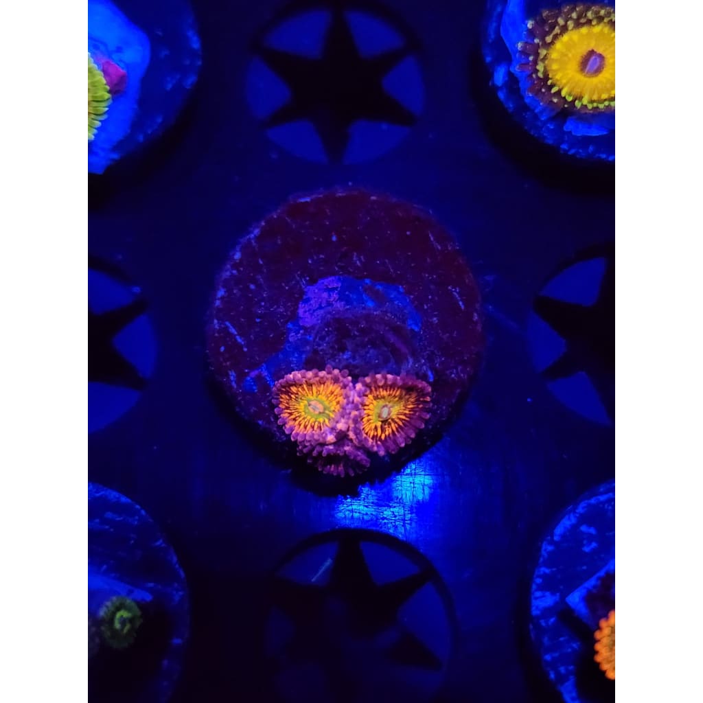 CB Krak god Zoanthid Frag WYSIWYG!