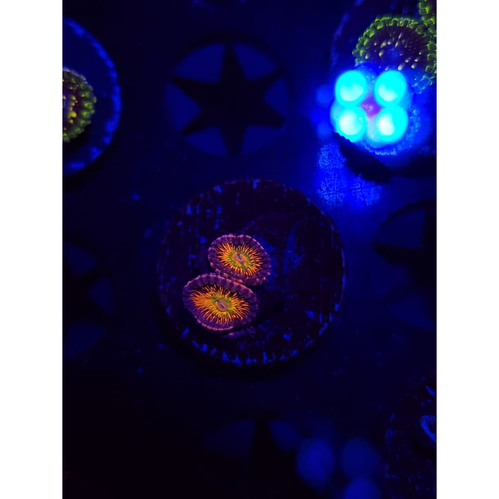 CB Krak god Zoanthid Frag WYSIWYG!