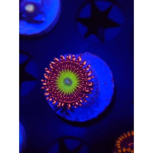 CB Omega Zoanthid Frag WYSIWYG!