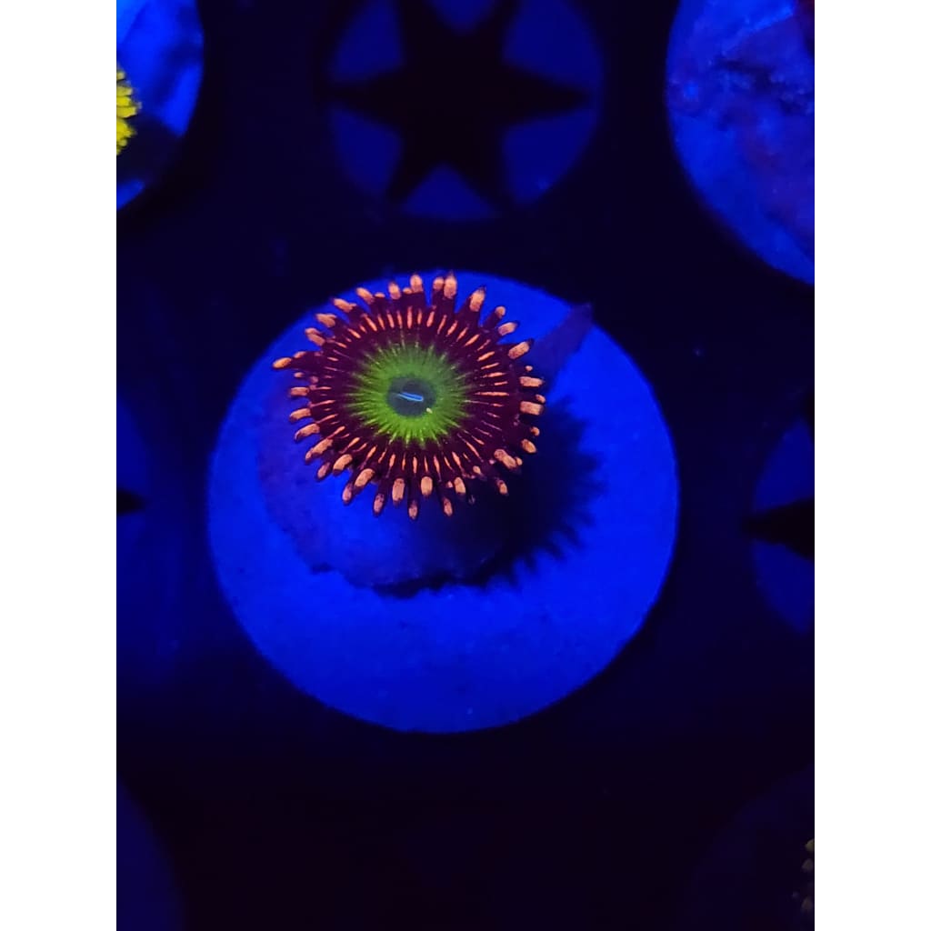 CB Omega Zoanthid Frag WYSIWYG!