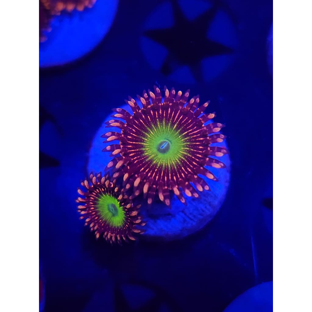 CB Omega Zoanthid Frag WYSIWYG!