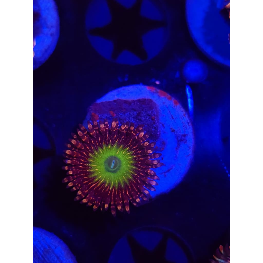 CB Omega Zoanthid Frag WYSIYWG!