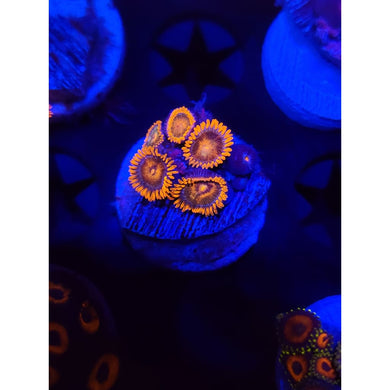 CB Rockstars Zoanthid Frag WYSIWYG!