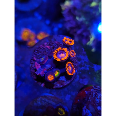 CB Snitch Combo Zoanthid Frag WYSIWYG!