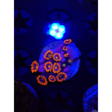 CB Snitch Zoanthid Frag WYSIWYG!