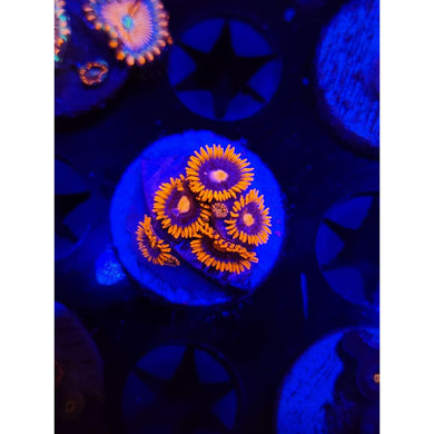 CB Snitches Zoanthid Frag WYSIWYG!
