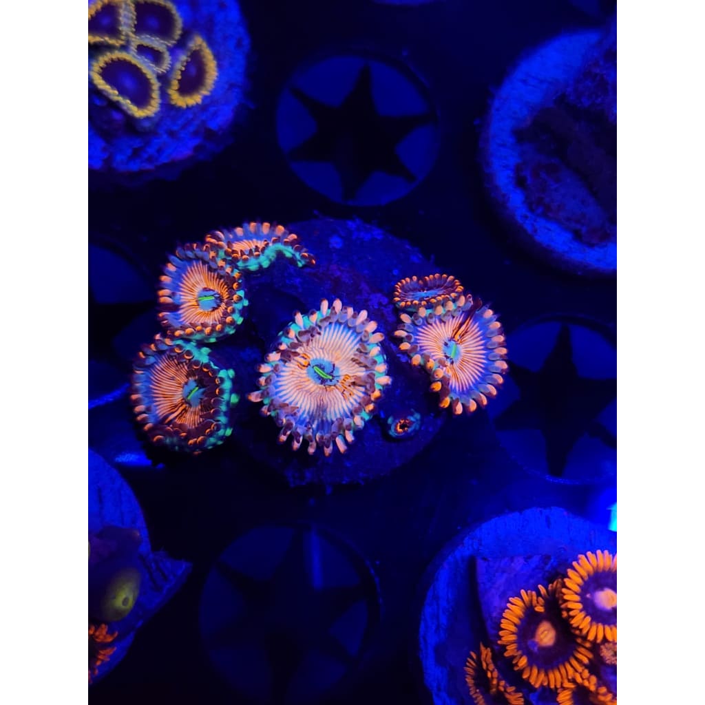 CB White Zombie Zoanthid Frag WYSIWYG!