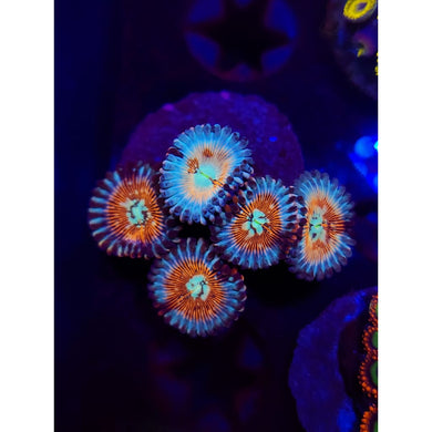 CB White Zombie Zoanthid Frag WYSIWYG!