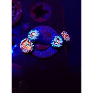 CB White Zombie Zoanthid Frag WYSIWYG!