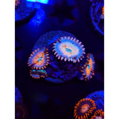 CB White Zombie Zoanthid Frag WYSIWYG!