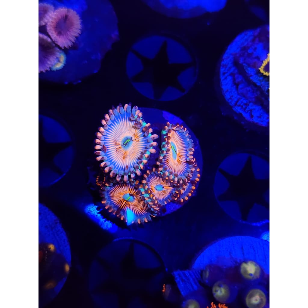 CB White Zombie Zoanthid Frag WYSIWYG!