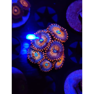 CB White Zombie Zoanthid Frag WYSIWYG!