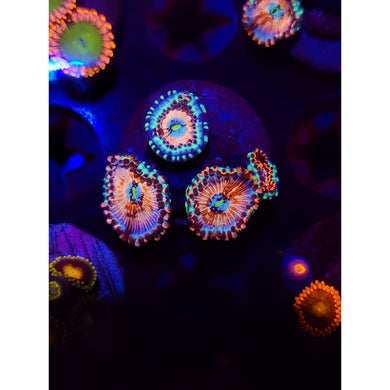 CB White Zombie Zoanthid Frag WYSIWYG!