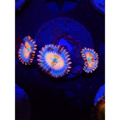 Cb White Zombie Zoanthid Frag WYSIWYG!