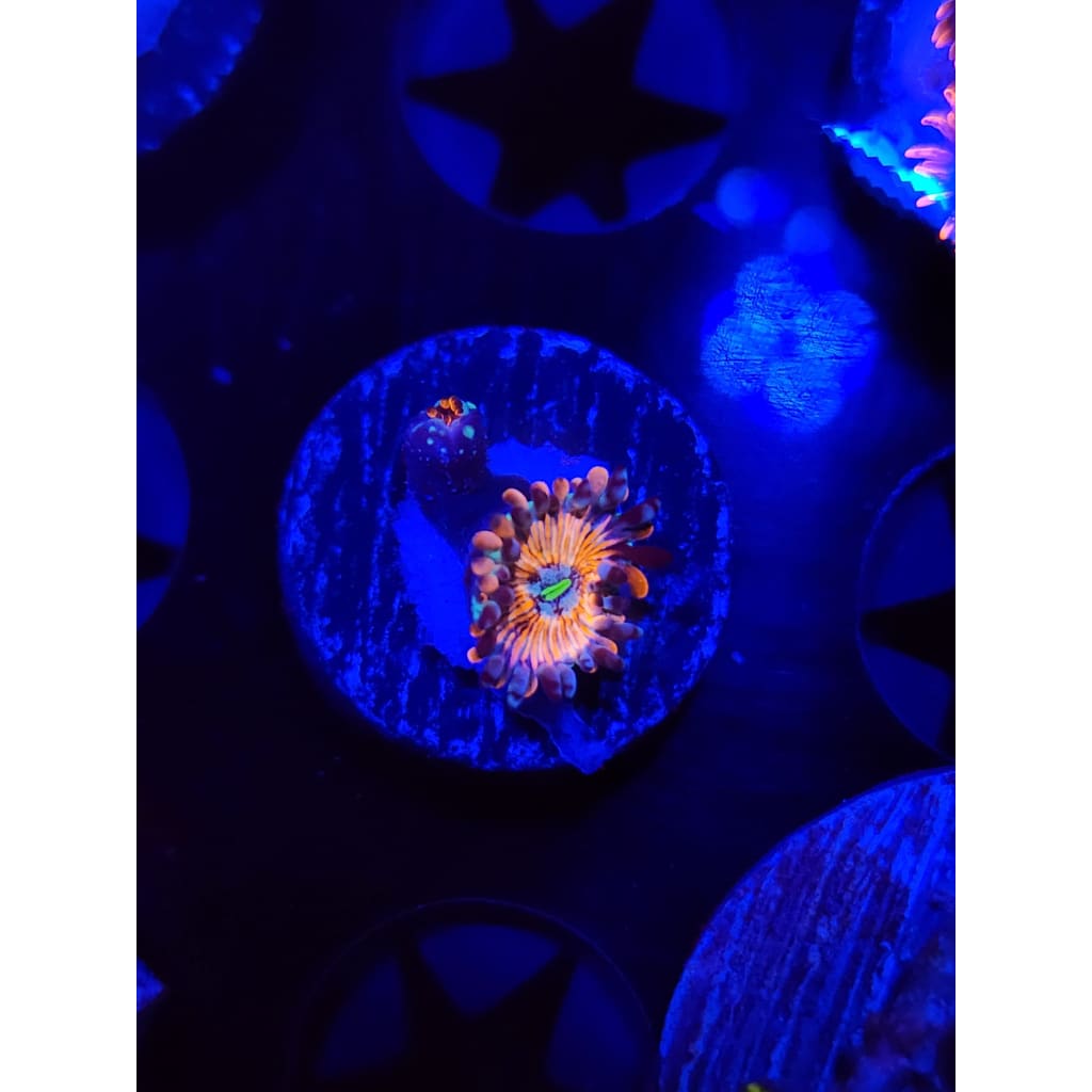 CB White Zombie Zoanthid Frag WYSIWYG!