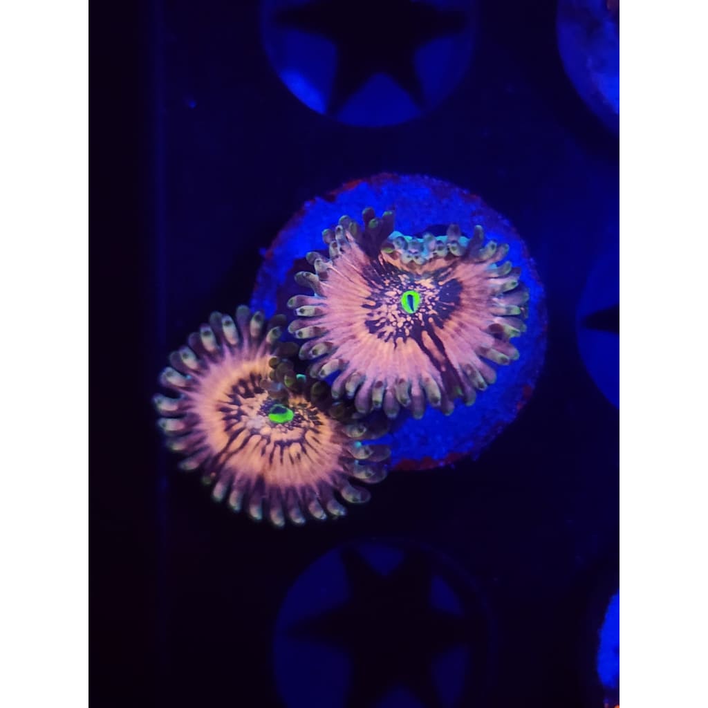 Hawaiian Ding Dang Zoanthid Frag WYSIWYG!