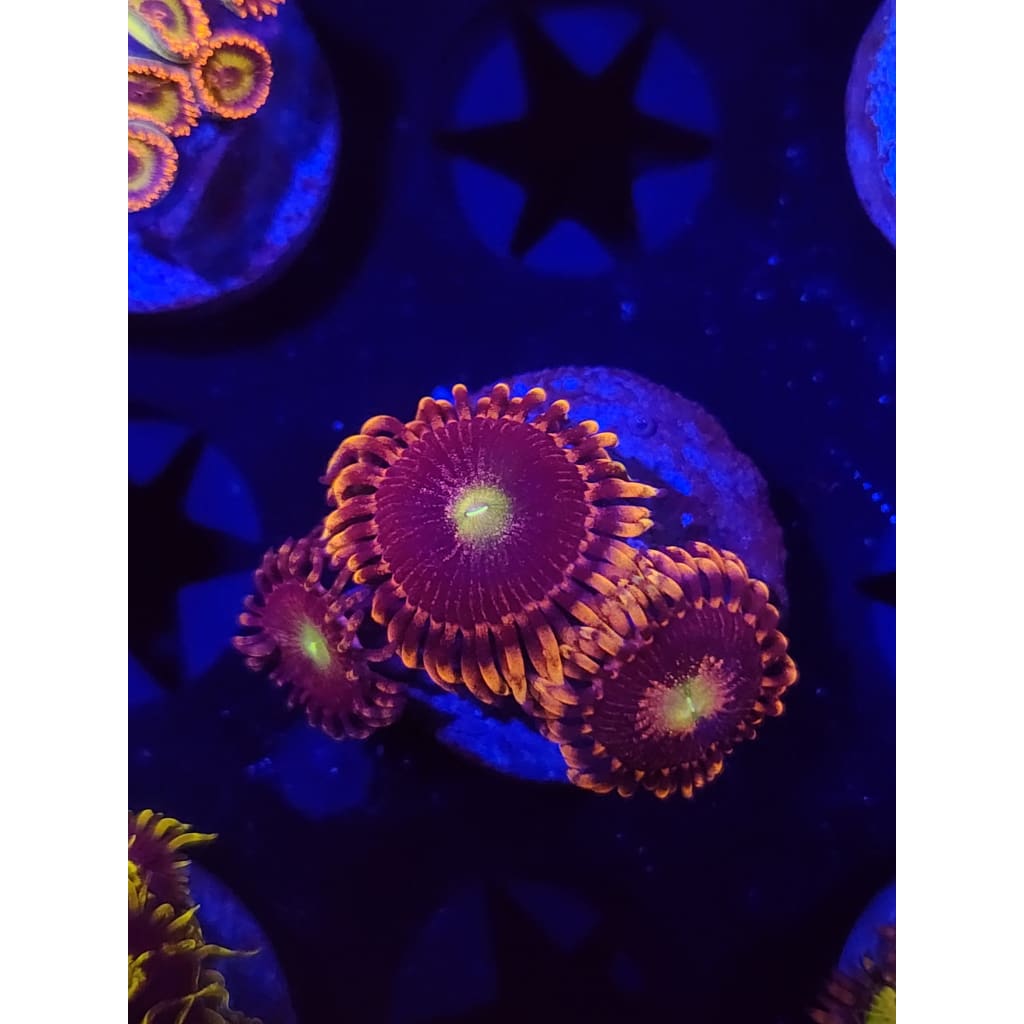 Bozo’s Birthday Zoanthid Frag WYSIWYG!